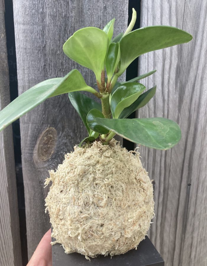 Kokedama plante Peperomia
