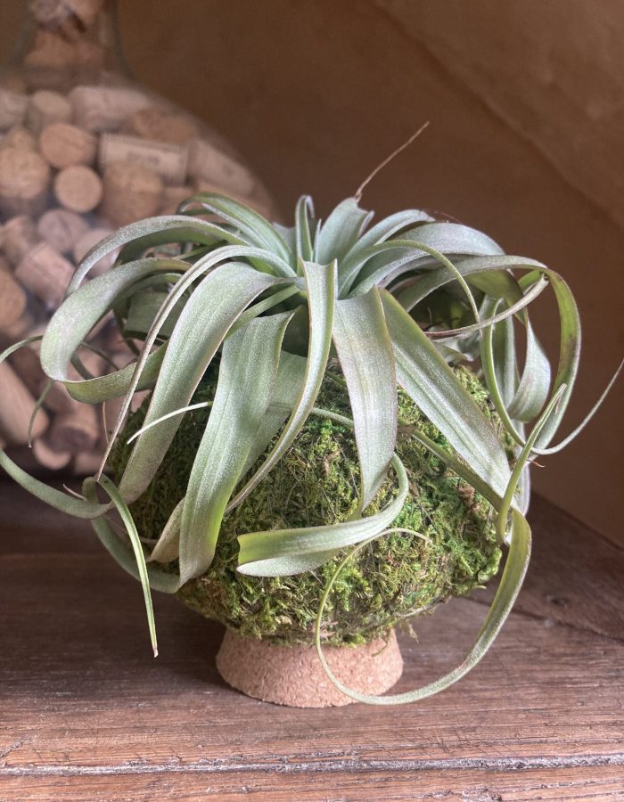 Kokedama tillandsia à poser