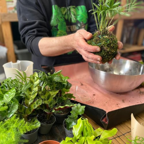 L’Art Japonais des Plantes Suspendues