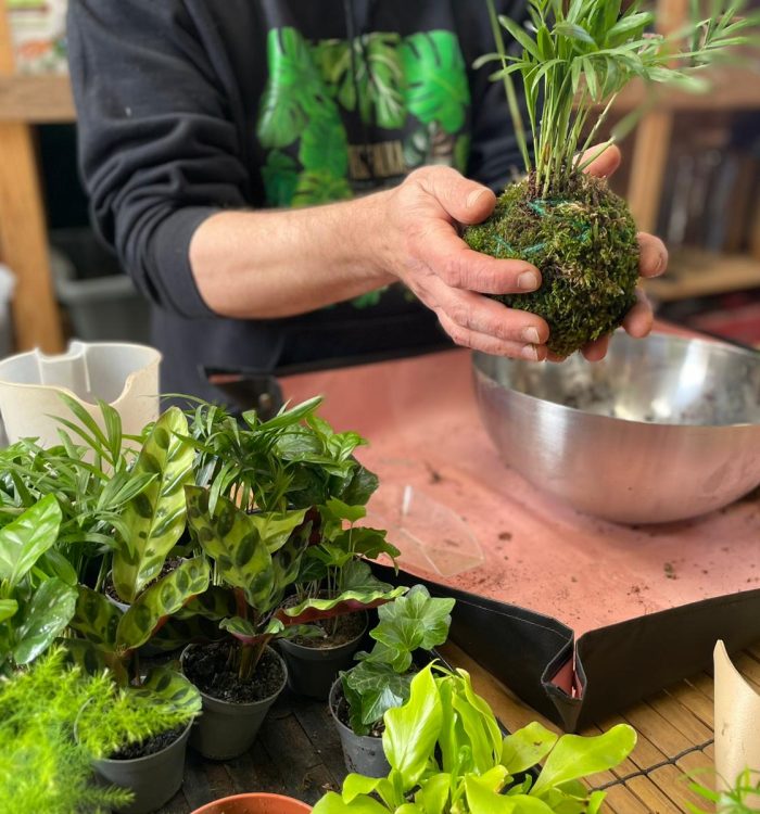 L’Art Japonais des Plantes Suspendues