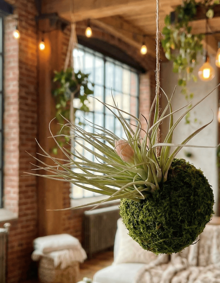 Mossi Air Tillandsia Cotton Candy