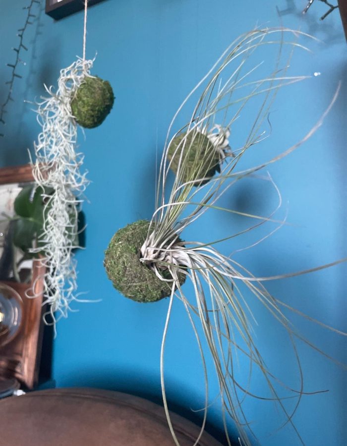 MOSSI AIR – Kokedama Tillandsia Juncea