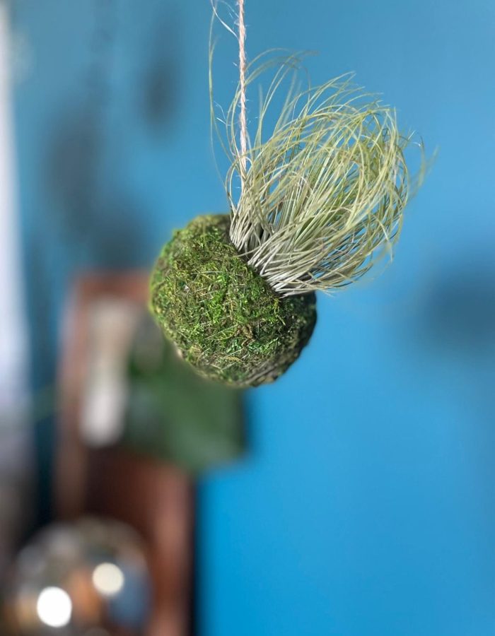 Mossi Air Tillandsia Andreana