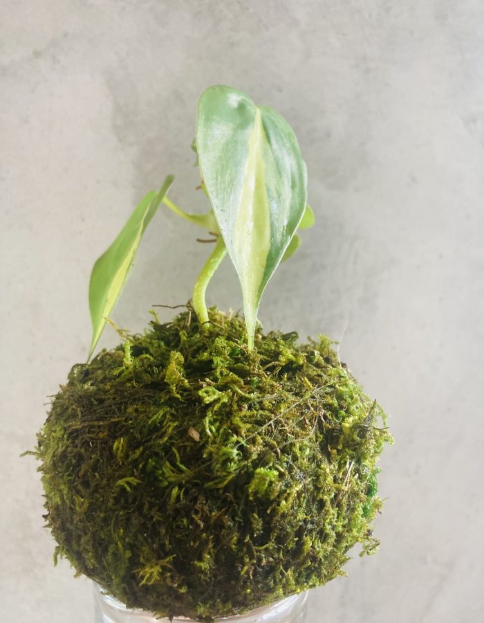 Mossi Midi philodendron