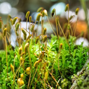 Lush common cord-moss growing on a log, showcasing vibrant green foliage.