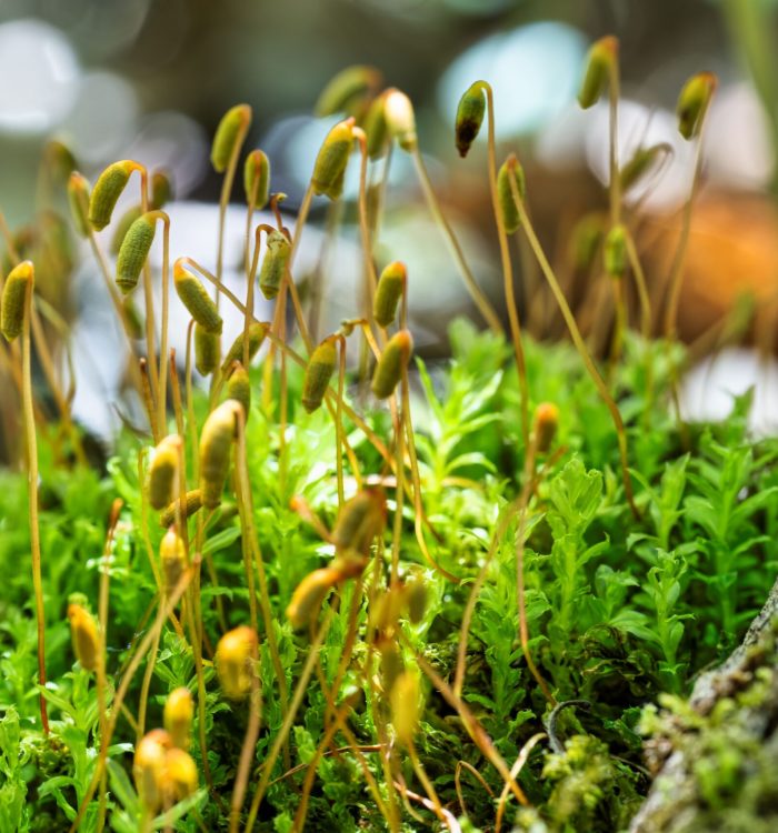 Lush common cord-moss growing on a log, showcasing vibrant green foliage.
