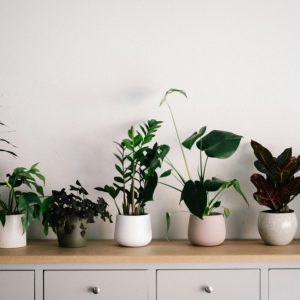 Différents types terreaux plantes intérieur sacs substrat universel cactées orchidées
