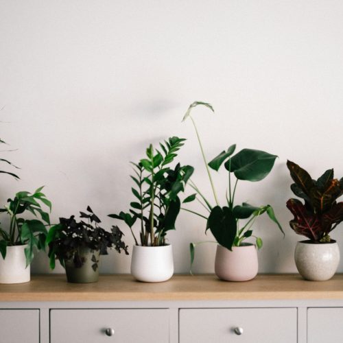 Différents types terreaux plantes intérieur sacs substrat universel cactées orchidées