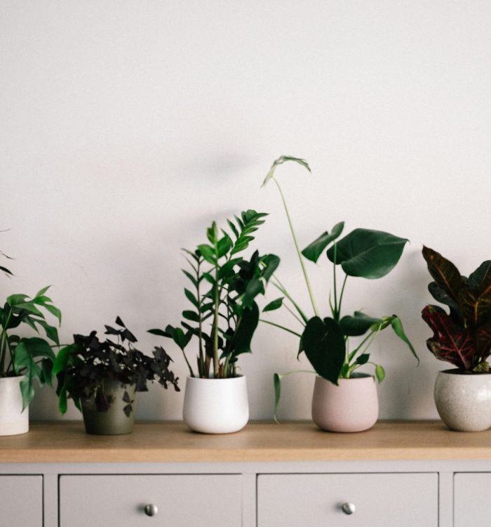 Différents types terreaux plantes intérieur sacs substrat universel cactées orchidées