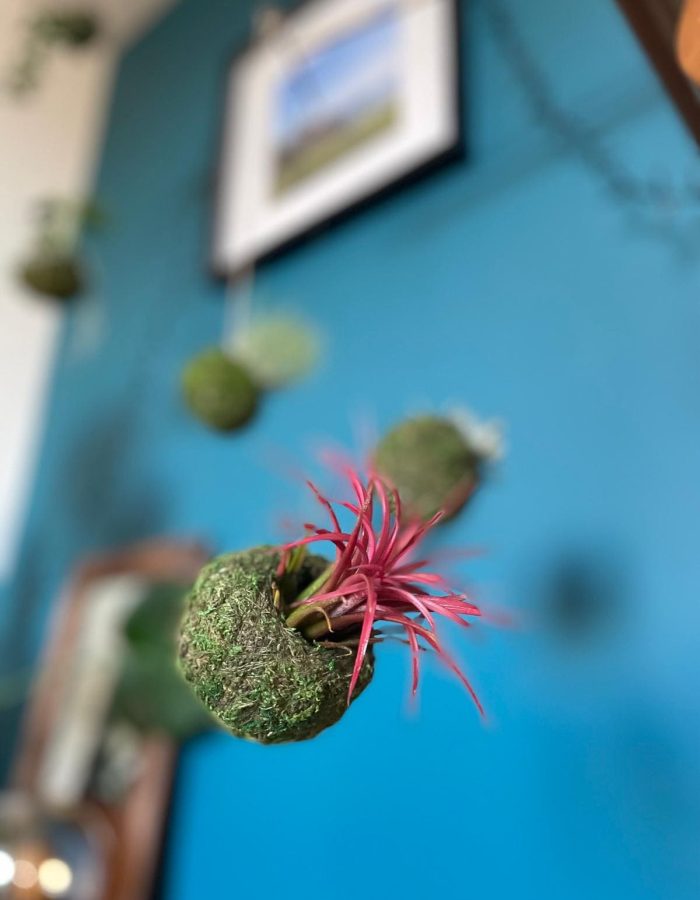 création kokedama Mossi air plant