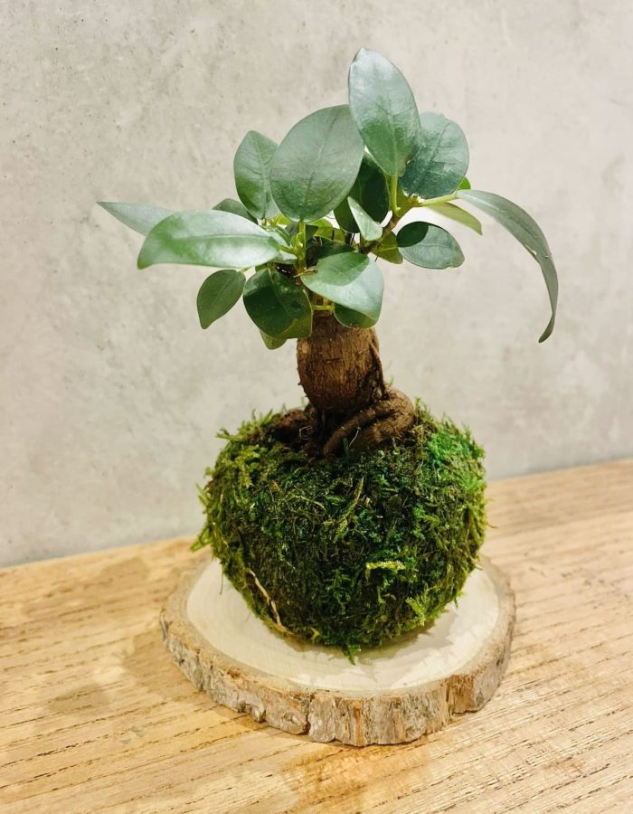 Mossi Mini bonsai ficus