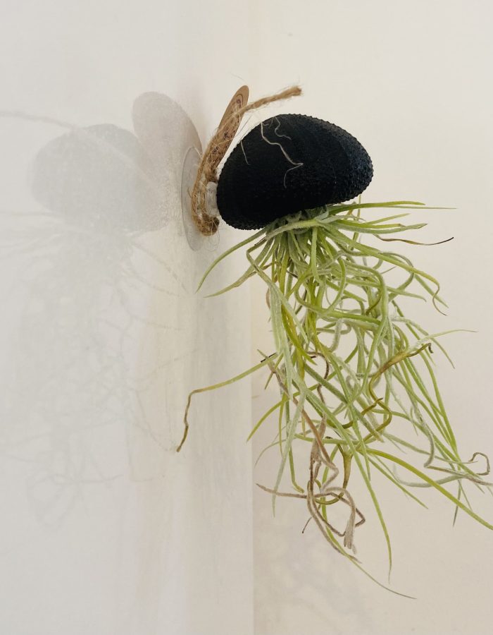 Tillandsia murale médusea