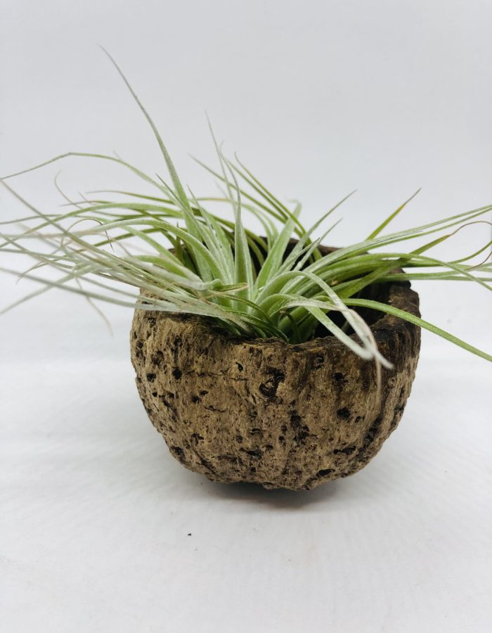 Tillandsia silver en pot 15cm