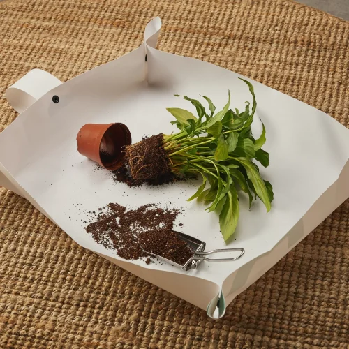 Bouturage : Eau ou Terre ? Guide Complet 2026 | Vegetalika