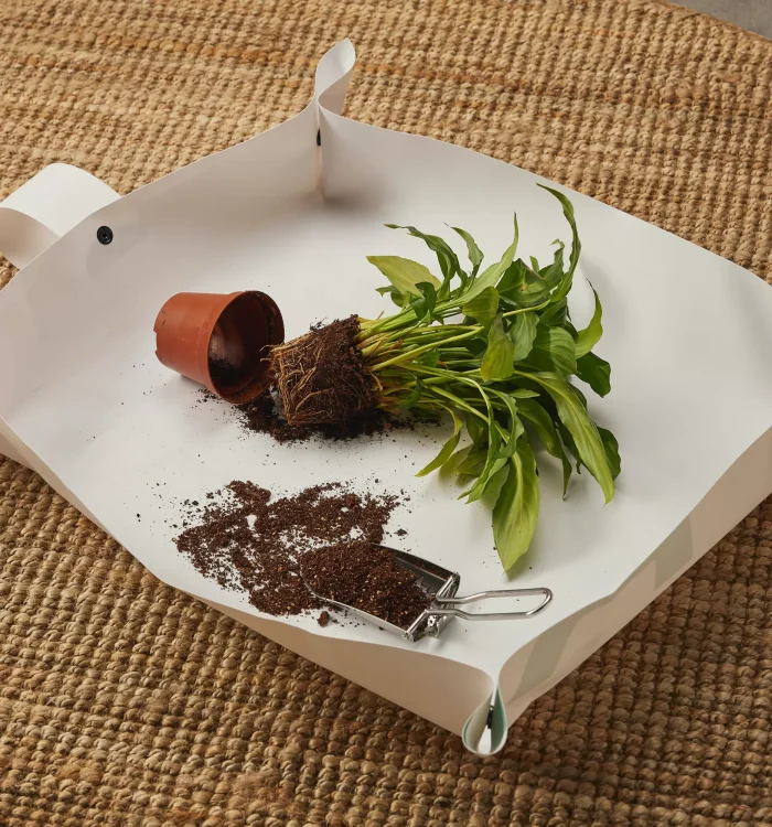 Bouturage : Eau ou Terre ? Guide Complet 2026 | Vegetalika