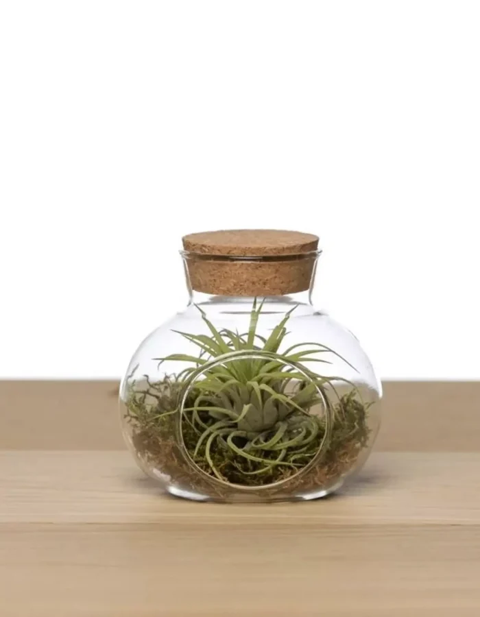 Mini terrarium Tillandsia