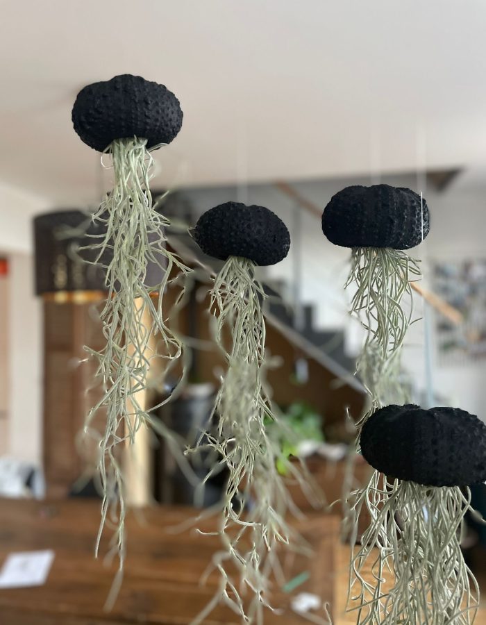 3 Tillandsia Méduse Black Edition offre limitée