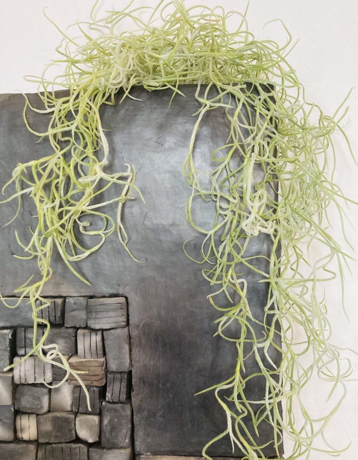 Tillandsia usneoides vrac