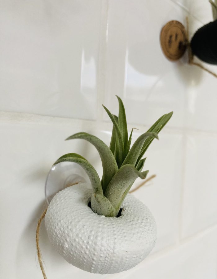 Tillandsia murale