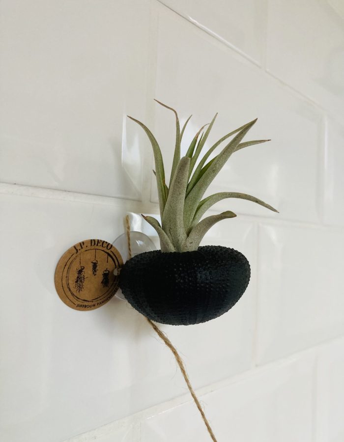 Tillandsia murale noire