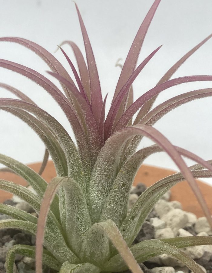 Tillandsia Ionantha rouge
