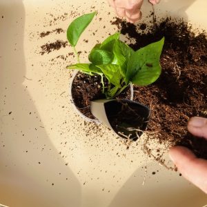 Rempotage : 10 Signes Que Votre Plante a Besoin d’un Nouveau Substrat