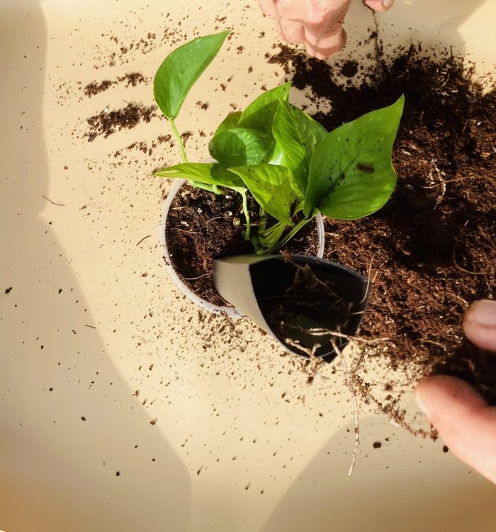 Rempotage : 10 Signes Que Votre Plante a Besoin d’un Nouveau Substrat