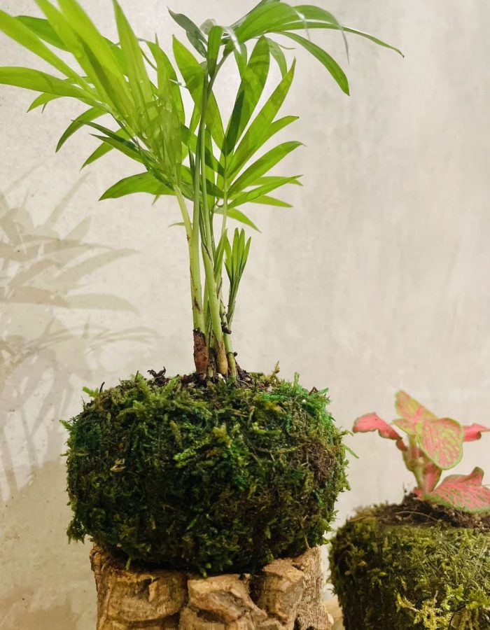 Mossi Mini palmier